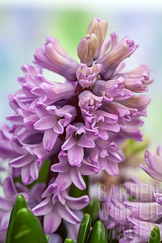Close_uo_Hyacinth_Hyacinthus_orientalis