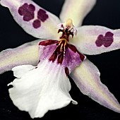 Petals of orchid purple blotch flower mauve yellow white