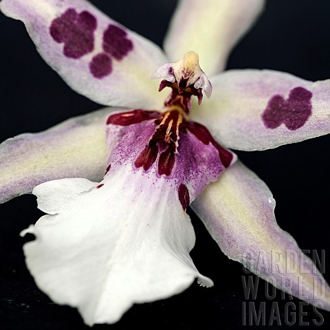 Petals_of_orchid_purple_blotch_flower_mauve_yellow_white