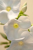 Phlox Paniculata White Flame