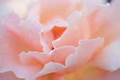 Floral minimalist semi abstract  Rose Rosa petals