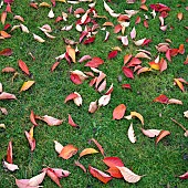 Leaves creating colourful pattern in autumn