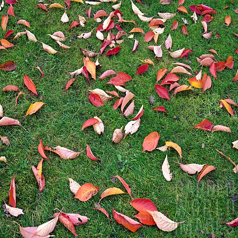 Leaves_creating_colourful_pattern_in_autumn