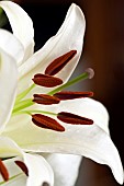 Lilium Lily with creamy white flowers
