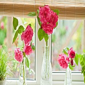 Pink roses in glass vase on window