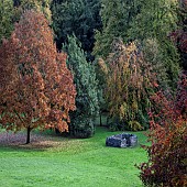 Mature trees in Autumn colour
