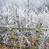Frost covered woodland on Cannock Chase