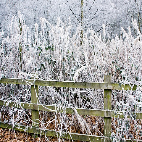 Frost_covered_woodland_on_Cannock_Chase