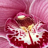 Cymbidium Orchid Monica