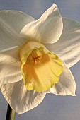 Close up Daffodil Foresight
