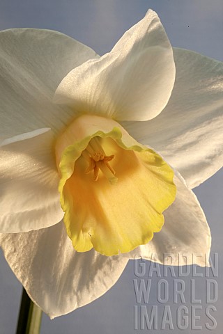 Close_up_Daffodil_Foresight