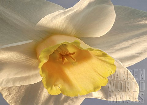 Close_up_Daffodil_Foresight
