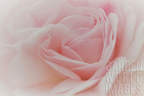Abstract_close_up_soft_focus_of_pink_Rose_petals