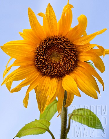 Bright_yellow_sunflower_against_blue_sky_at_High_Meadow_Garden_Cannock_Wood_Staffordshire_England_UK