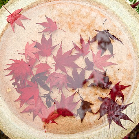 Reflections_of_fallen_leaves_of_Acer_palmatium_Bloodgood_in_bird_bath