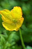 Meconopsis cambrica Welsh Poppy
