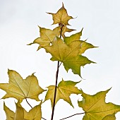 Leaves Acer cappadocicum