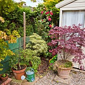 Flowers, trees, shrubs, climbing rose, containers around summer house