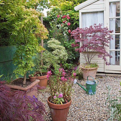 Flowers_trees_shrubs_climbing_rose_containers_around_summer_house