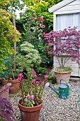 Flowers, trees, shrubs, climbing rose, containers around summer house
