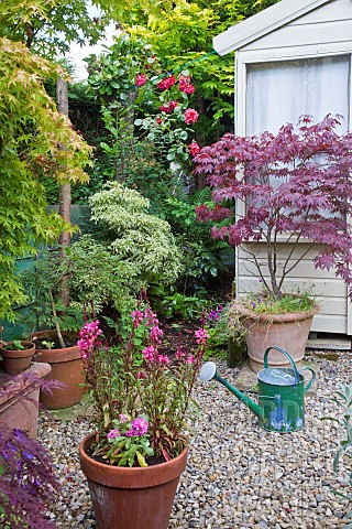 Flowers_trees_shrubs_climbing_rose_containers_around_summer_house