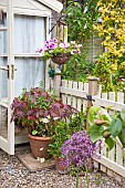 Flowers, hanging basket, shrubs, climbing rose, containers around summer house