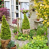 Terracotta containers with pyramid shaped Box Buxus, herbaceous perennials around cream picket fence and gate