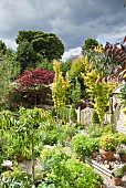 Summer Garden view mature trees and shrubs, herbaceous perennials containers