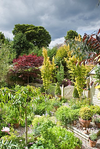 Summer_Garden_view_mature_trees_and_shrubs_herbaceous_perennials_containers