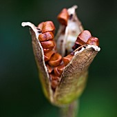 Close up detail of Seed Head
