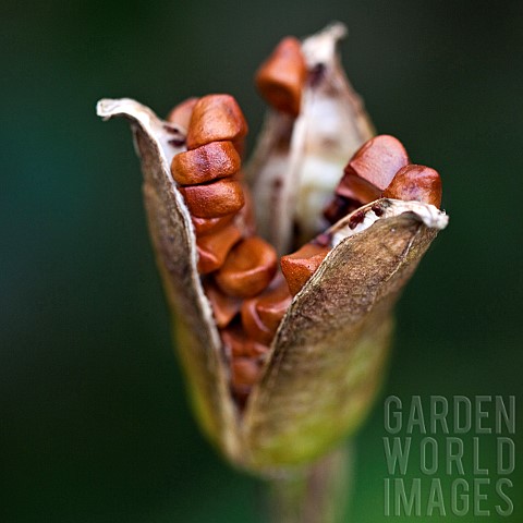 Close_up_detail_of_Seed_Head