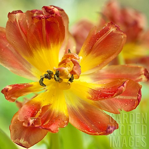 Close_up_study_of_flowers_and_flower_detail_Orange_tulip_with_yellow_centre