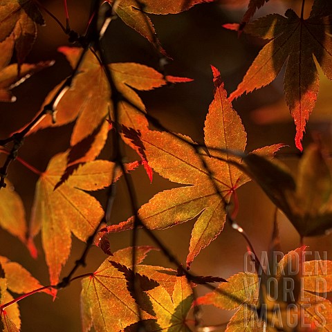 Acer_palmatum_Bloodgood_with_striking_backlit_foliage
