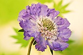 Scabiosa caucasica Clive Greaves, Pincushion Flower