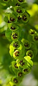 Euphorbia martinii Spurge