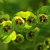 Euphorbia martinii Spurge