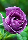 Rose Rosa Rhapsody in Blue