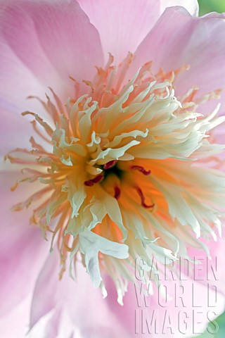 Herbaceous_Perennial_Paeonia_Lactiflora_Bowl_of_Beauty_Peony_pink_flowers_with_cream_petaloides_in_H