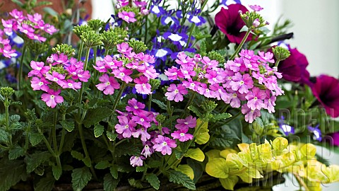 Annual_Verbena_a_good_choice_for_hanging_baskets