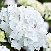 Hydrangea macrophylla pure white flowerheads