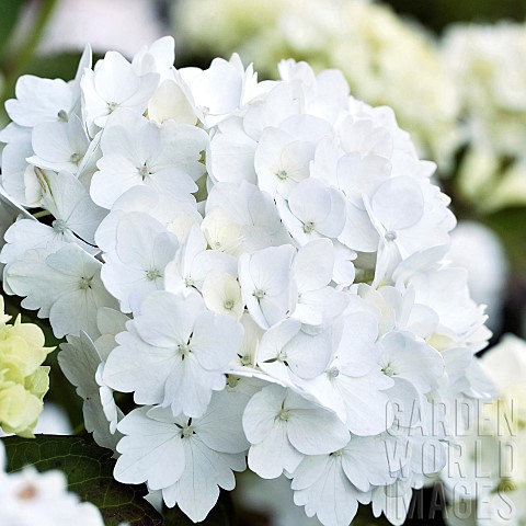 Hydrangea_macrophylla_pure_white_flowerheads