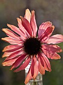 Echinacea purpurea Coneflower