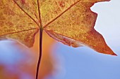 Acer cappadocium back lit leaf