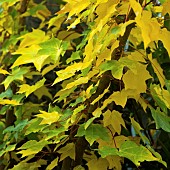 Acer cappadocicum Aureum Golden Maple