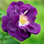 Rosa Rose Frantasia RHAPSODY IN BLUE