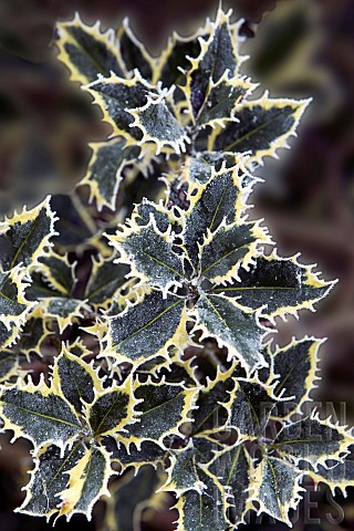 Winter_frost_covered_Holly_leaves