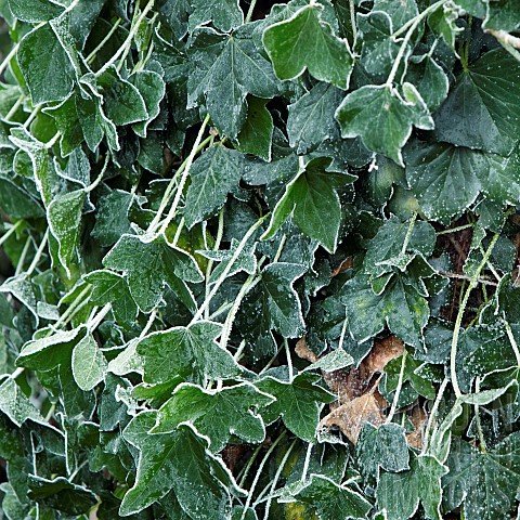 Winter_frost_covered_Ivy
