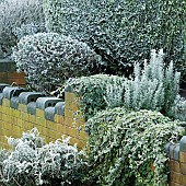 Frost covered front garden in winter
