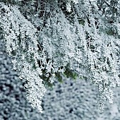 Frost covered branches coniferous tree