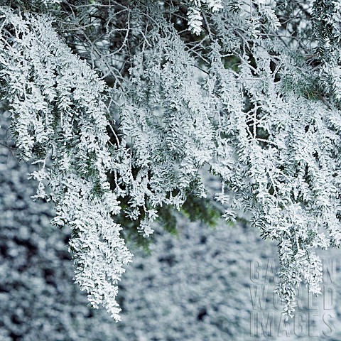 Frost_covered_branches_coniferous_tree